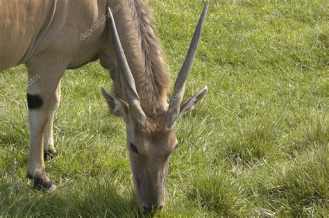 Eland antelope — Stock Photo © mbtaichi #3801733