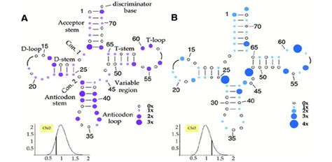 Diseaserelated Versus Polymorphic Mutations In Human Mitochondrial