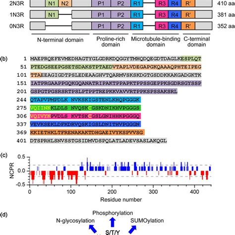 Primary Structure Of Tau Protein A Human Mapt Gene Encodes Six Tau