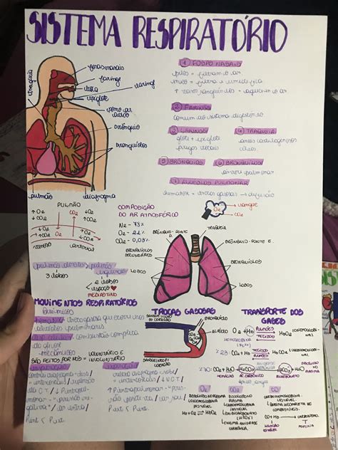 Mapa Conceitual Sistema Respiratório EDULEARN