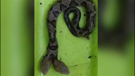 Holy Snakes Rare Two Headed Copperhead Captured In Virginia Backyard