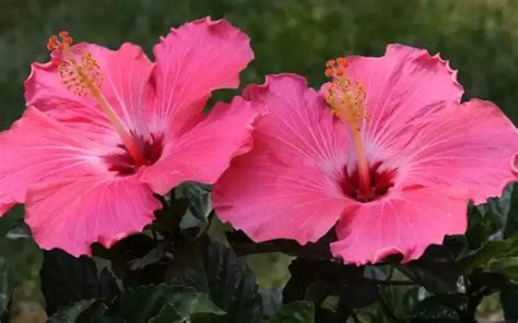 Discover The National Flower Of Puerto Rico Flor De Magas Flower