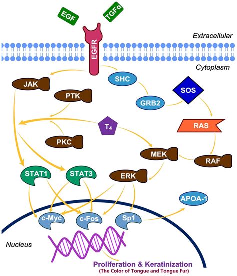 T4 Potentiates The Egf Induced Cellular Proliferation And Download