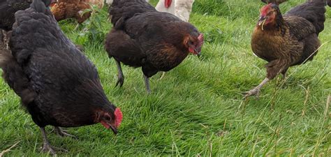 bird,countryside,farmyard,feather bird,chicken Hen,maran hens,domestic ...