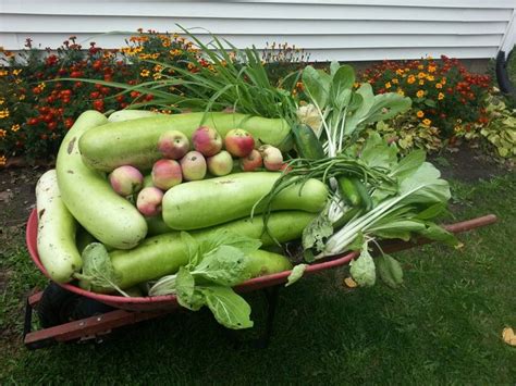 Fall Harvest Fall Harvest, Celery, Zucchini, Vegetables, Ideas, Food ...