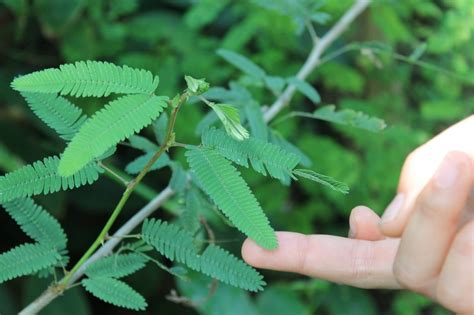 One Of The Sensitive And Shy Plant Mimosa Pudica Allrefer