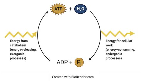 Solved 2a. One of the arrows on the diagram illustrates | Chegg.com