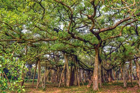 Landmark Trees