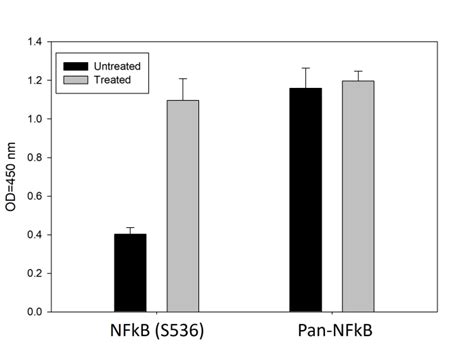 Human Mouse And Rat Phospho NF KB P65 Ser536 And Total NF KB P65