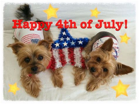 4th Of July Puppies Wallpapers Wallpaper Cave