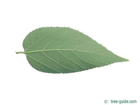 Common Hackberry | Celtis occidentalis