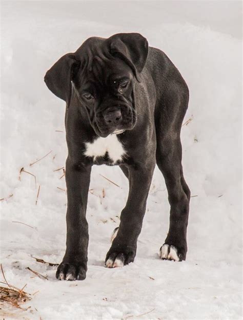 Seal Boxer Puppies