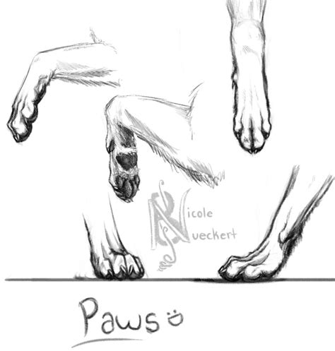 Wolf Sketch: Paw Study by Kuvari on DeviantArt