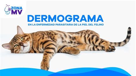 La Salud Parasitaria En Gatos Importancia Y Cuidados Actualizado