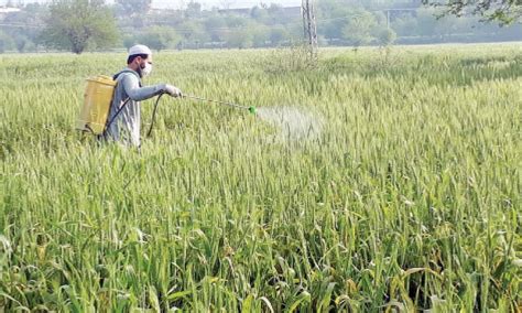 Bajaur Farmers Alerted To Wheat Crop Disease Newspaper Dawn