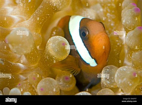 red clownfish, tomato anemonefish, tomato clownfish (Amphiprion ...