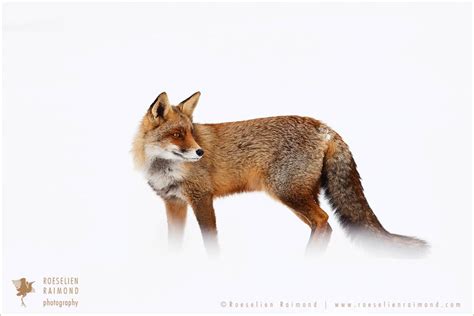 Red Foxes in the Snow, the story behind