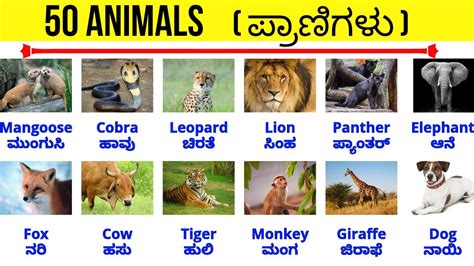 Animals ಪ್ರಾಣಿಗಳು Vocabulary Spoken English Kannada Youtube