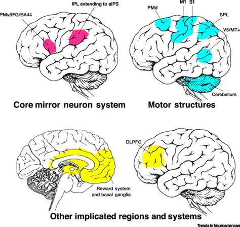 Watch And Learn The Cognitive Neuroscience Of Learning From Others