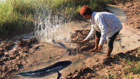 Amazing Man Catching Fish By Hand How To Catching Fish By Hand In