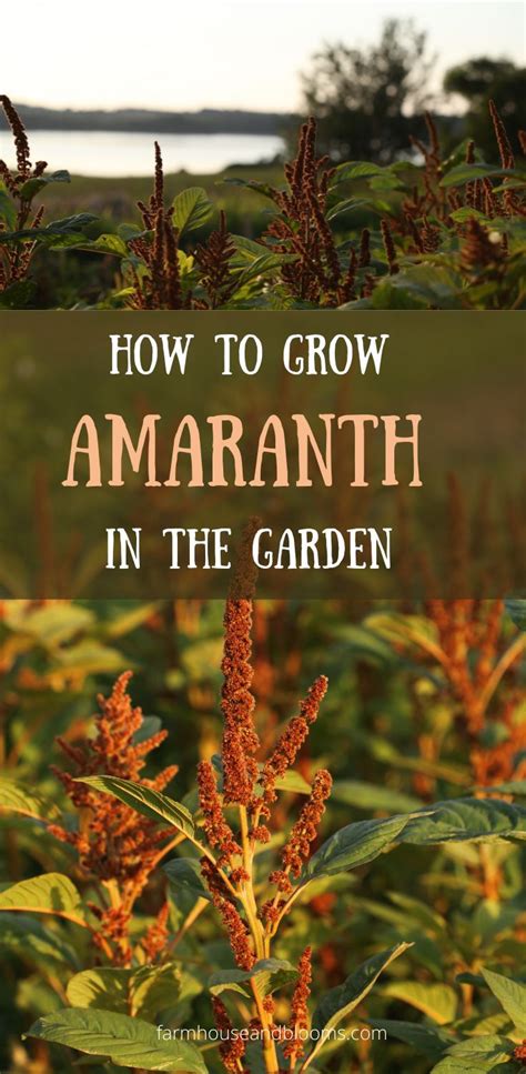 How To Grow Amaranth In The Garden Amaranth Amaranth Flower