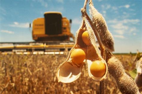 Mato Grosso segue como maior produtor de grãos do país Notícias