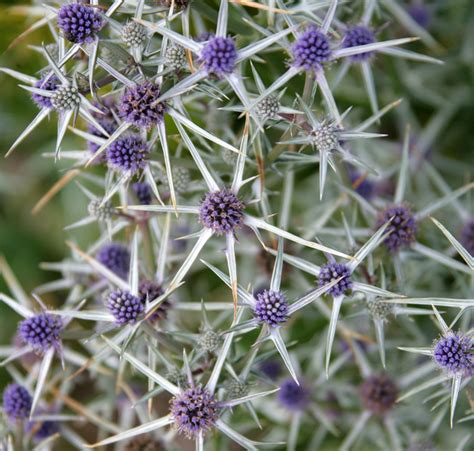 Sea Holly Flower Meaning | Best Flower Site