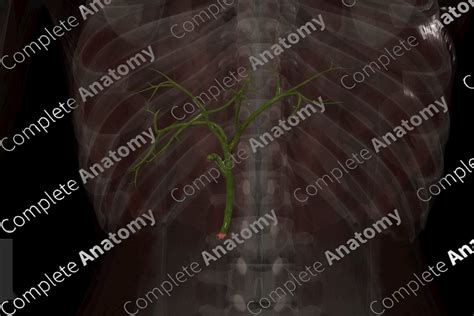 Extrahepatic Bile Ducts | Complete Anatomy