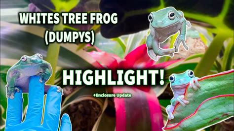 Whites Tree Frogs Highlight Along With Their Thriving Bioactive