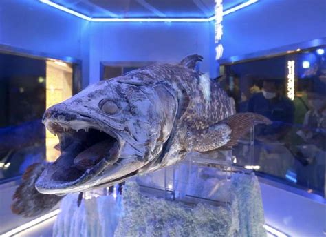 Shizuoka Aquarium Explores Deep Mystery Of Coelacanths The Japan News