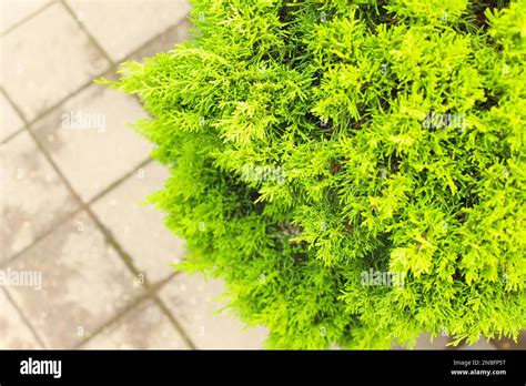 Green Thuja Tree Branches Texture Background Tui Tree And Outdoor