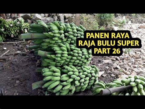 Panen Raya Pisang Raja Bulu Super Part Youtube