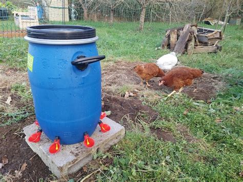 Abreuvoir Automatique Poule Fait Maison Ventana Blog