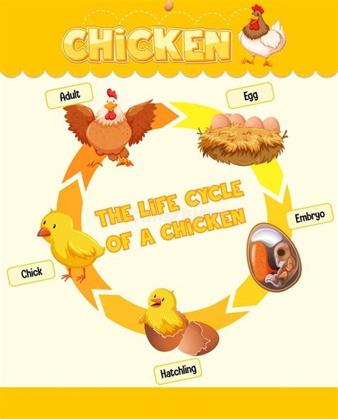 Diagrama Que Mostra O Ciclo De Vida Do Frango Ilustração do Vetor