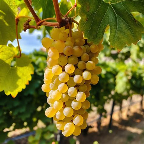 Vineyard white wine grapes | Pictures of food • Foodiesfeed • Food ...