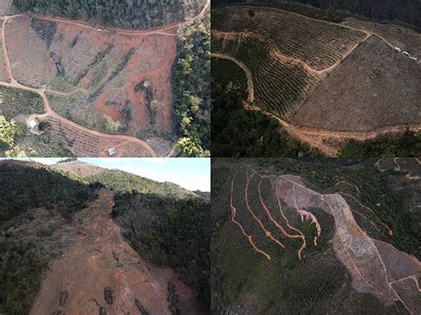 Operação conjunta flagra desmatamento na Mata Atlântica no ES e emite