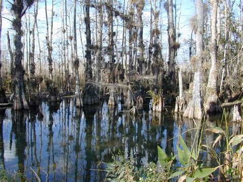 Shimon Wdowinski Research Wetland Hydrology From Space