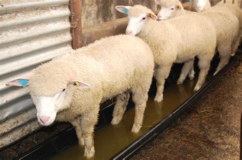 Foot Bathing Sheep The Protocols To Follow Provita Animal Health