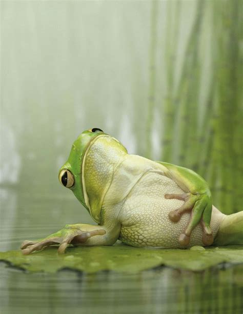 Download Funny Frog Lying On Water Lily Pictures | Wallpapers.com