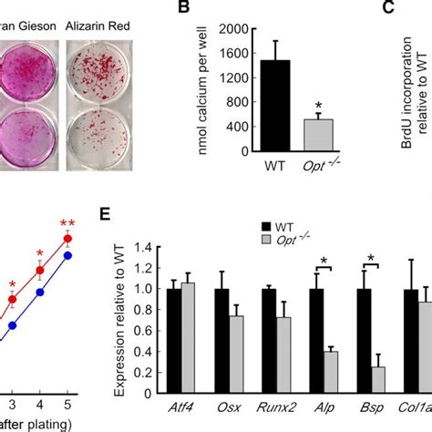 Defective matrix deposition and bone formation by Opt−/− osteoblasts ...