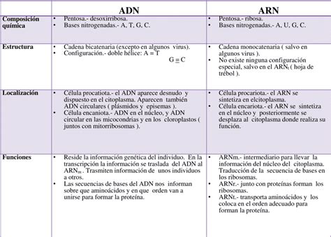 Cuadros Comparativos Del Adn Y Arn Descargar