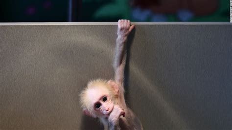 Chinese scientists create monkeys with autism gene - CNN