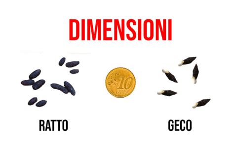 Cacca Di Topo O Escrementi Geco Riconoscere La Caccca Di Topo