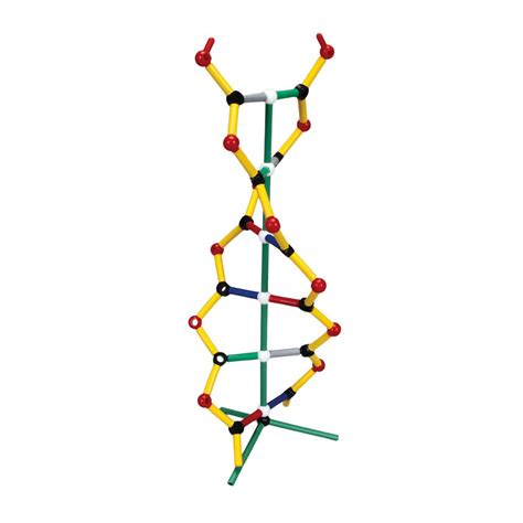 DNA Model Kit A | Carolina Biological Supply