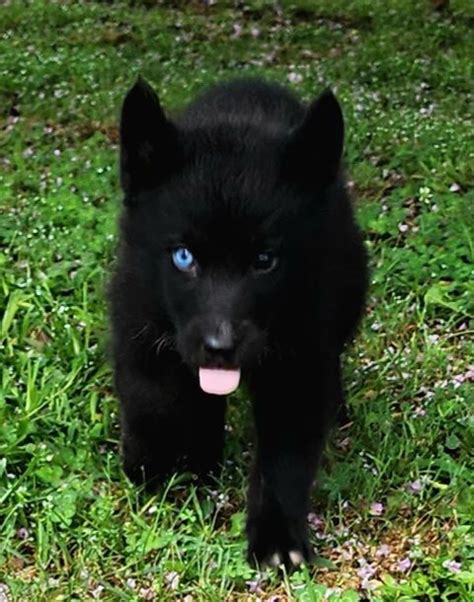 Black Husky Puppy For Sale Siberian Husky Puppies For Sale