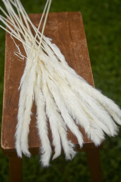 Dried Bleached Mini Pampas Grass The Blaithin Blair Shop