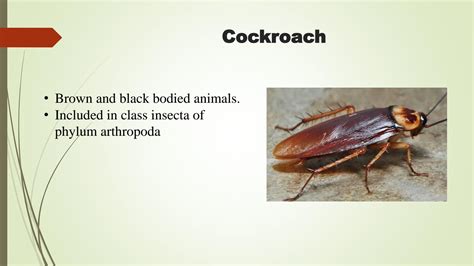 SOLUTION: Cockroach anatomy - Studypool