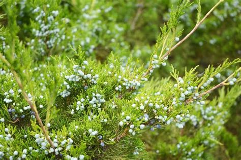 13 Types of Juniper Trees And Shrubs (With Their Characteristics ...