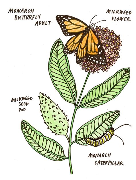 Monarch Butterfly Milkweed