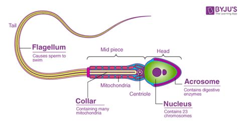 Explain the structure of sperm.